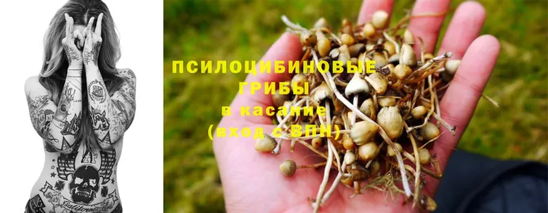 купить   Липки  Галлюциногенные грибы MAGIC MUSHROOMS 